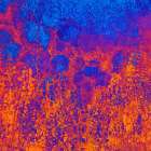 California-Redwood National Park Abstract of lupine flowers and tan oak in fog Art Print